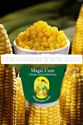 Sweet Corn