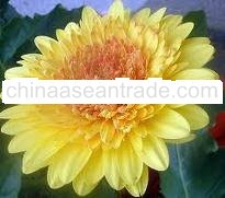 Gerbera flowers, Carnation, Rose