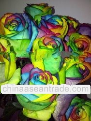 Mawar Pelangi, Rainbow Roses, Anni Florist, Florist Jakarta