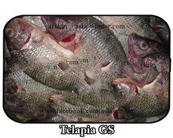 TILAPIA GS (Tilapia mossambica)