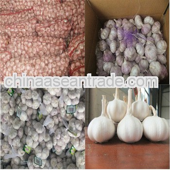 red garlic for Brazil,Brazil's best choice