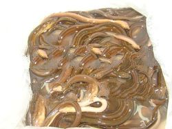 CULTURED FRESH WATER LIVE YELLOW EEL