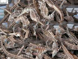 Dried Sea Horse