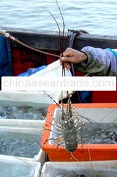 Fresh Lobster