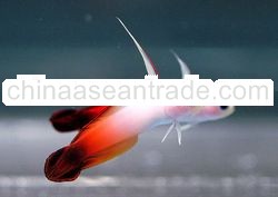 Fire Fish Goby