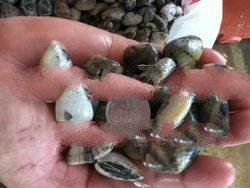 Live Sea Shell Seafood