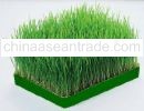 Wheatgrass Sex Products