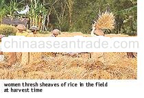 Thai Rice From The Mill