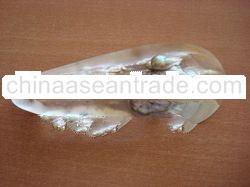 natural pearl from blister pinctada