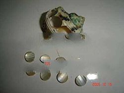 WHITE TURBAN Shell Button