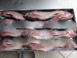 TILAPIA FISH