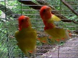 African Opaline