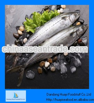 scientific name of mackerel fish