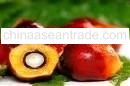 Palm Oil