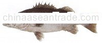 Hapuku fish