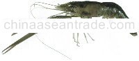 Freshwater prawn