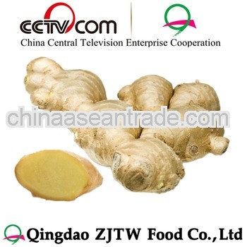 shandong Ginger 1lb Ginger China Ginger Supplier