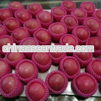 shandong fresh red fuji apple