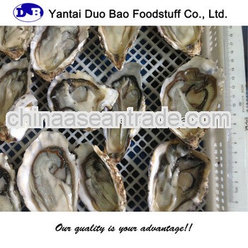 shandong frozen oyster seafood