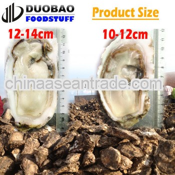 shandong oysters frozen seafood