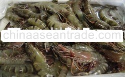 SUGPO/BANGUS/TILAPIA/ALIMANGO