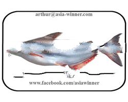 Pangush Gutted Gilled (Pangasius pangasius)
