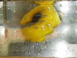 Live Marine Tropical Fishes & Invertebrates