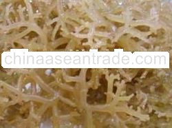 Seaweed-Sea Bird's Nest (Cottonii)