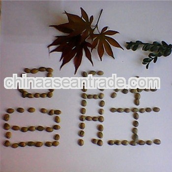 specifications arabica coffee beans,screen#17 90%