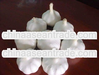 supply jinxiang fresh garlic 2013