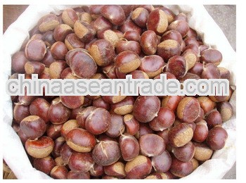 sweet chestnut for sale with factory best price