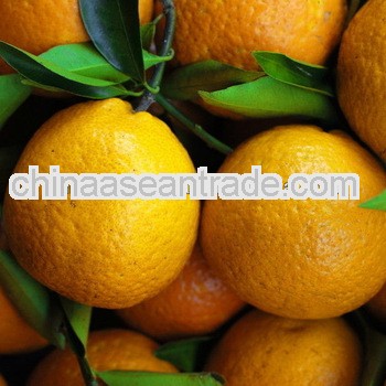 sweet fresh mandarin orange