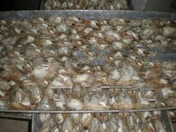 Various Seafood Products