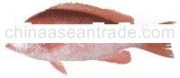 Crimson sea perch
