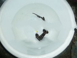 assorted live tropical sa;twater fish