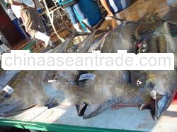 TUNA SUPPLIER - Yellow Fin