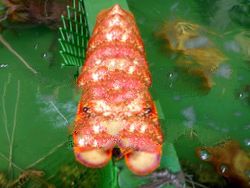 findah kamensa product