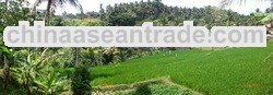 UBUD: RIVER SIDE LAND
