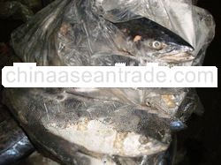 Spanish Mackerel