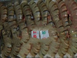 Black Tiger Headless Shell On