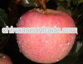 the full in nutrition delicious red fuji apple
