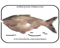 CARPLET (Osteobrama alfredianus)