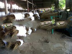 Palm Ekel - Broom Stick