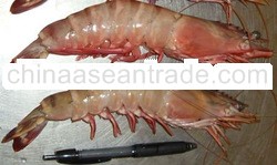 Sea Tiger shrimp