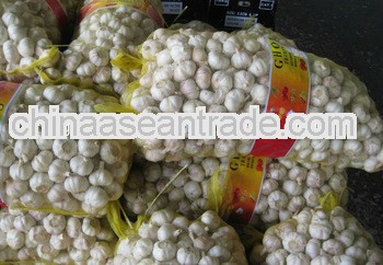 top standard garlic on sale