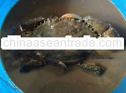 LIVE MUD CRAB, SEAFOODS and other Agricultural Products from Asia