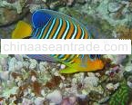 tropical marine fish