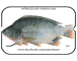 TILAPIA (Tilapia mossambica)