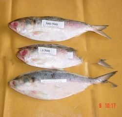 Hilsa Frozen Fish Export