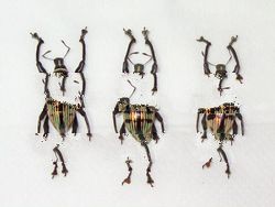 curculionidae weevils collections